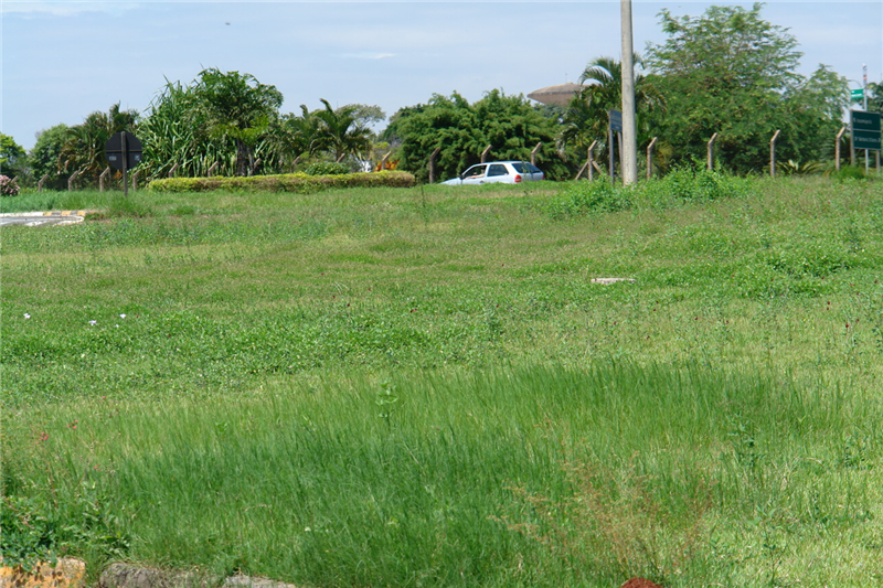 Mato alto em rotatória localizada em frente à Câmara Municipal